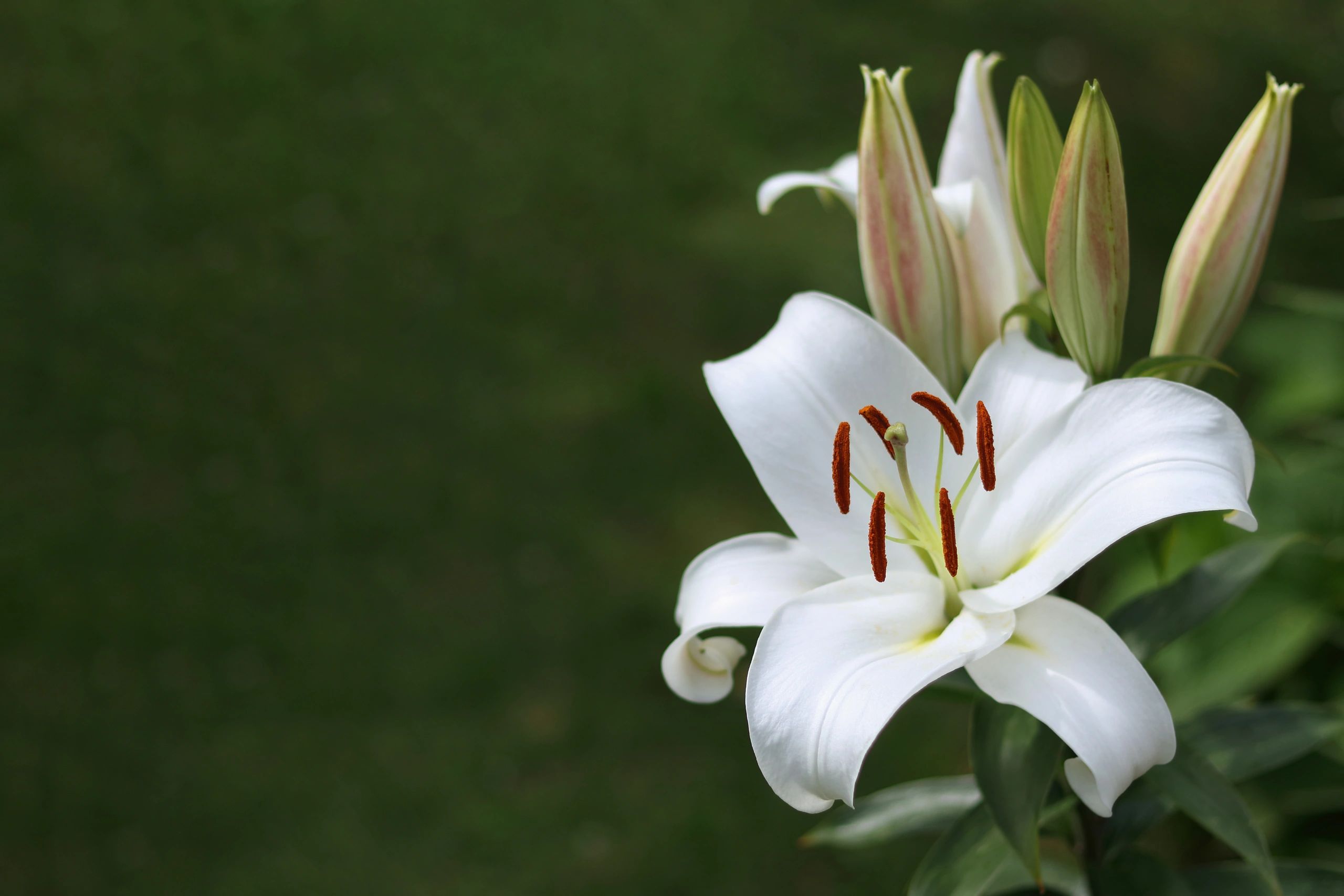 White lilies in natural light