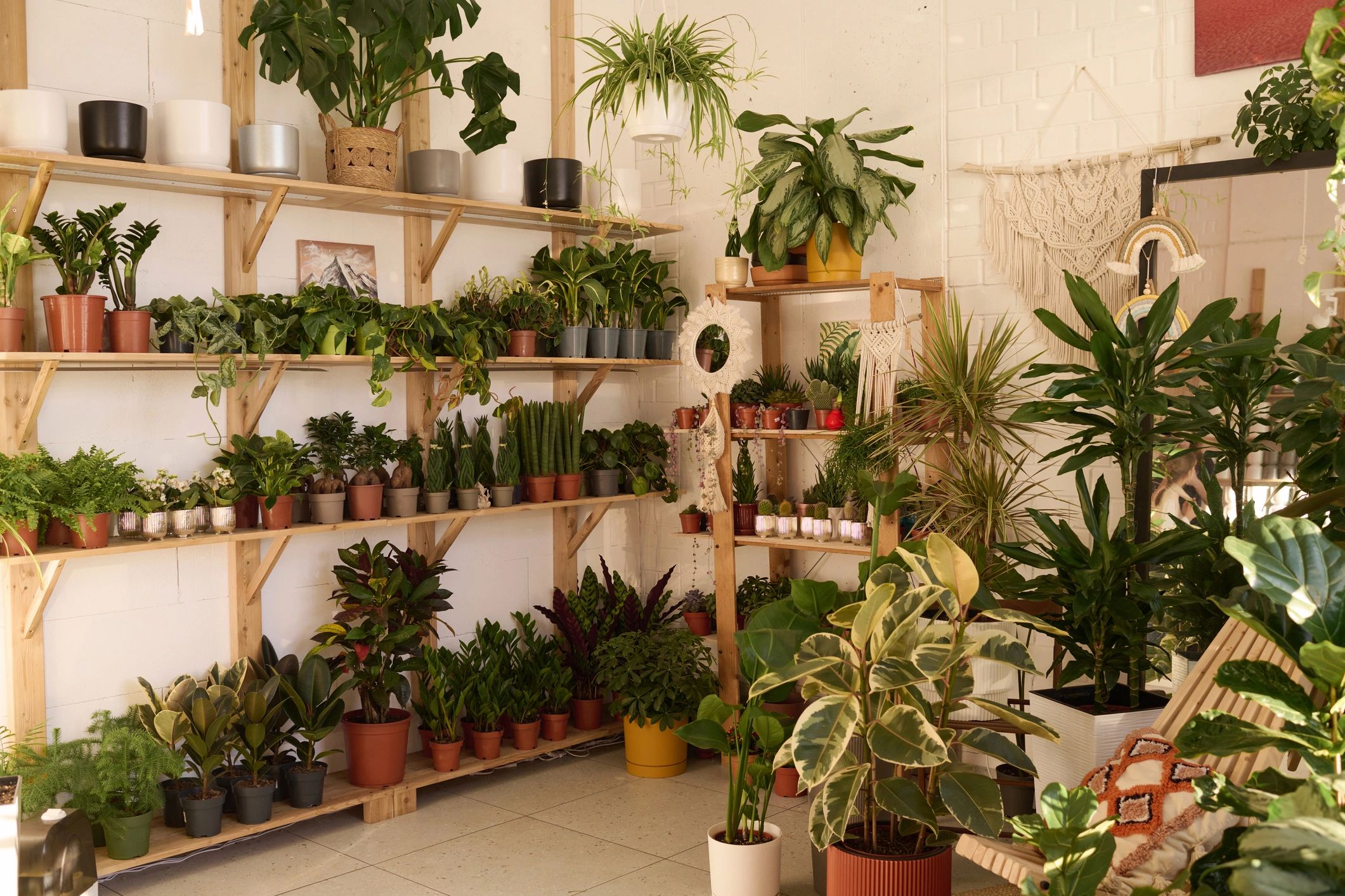 Interior of a flower shop with plants and displays