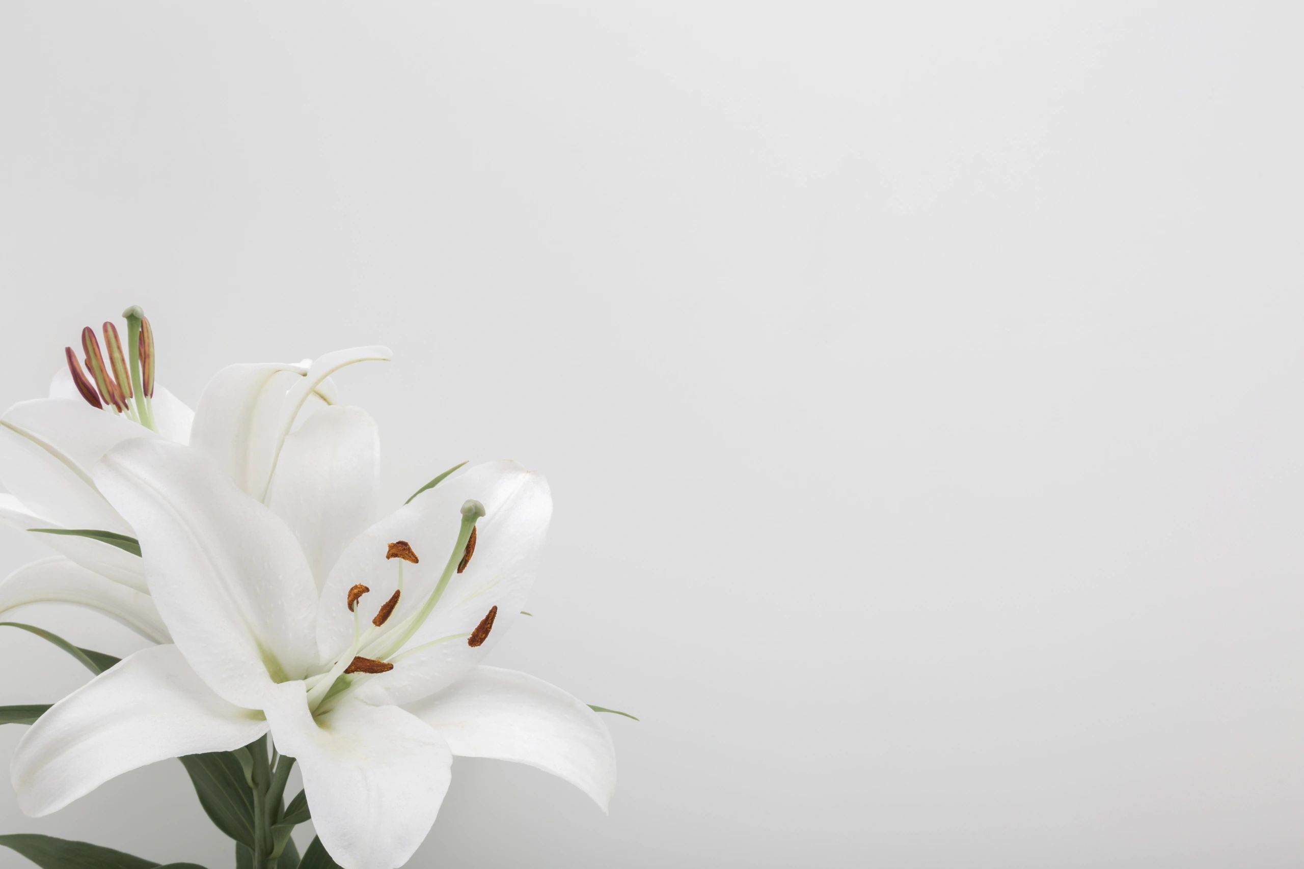 White lily condolence arrangement with card