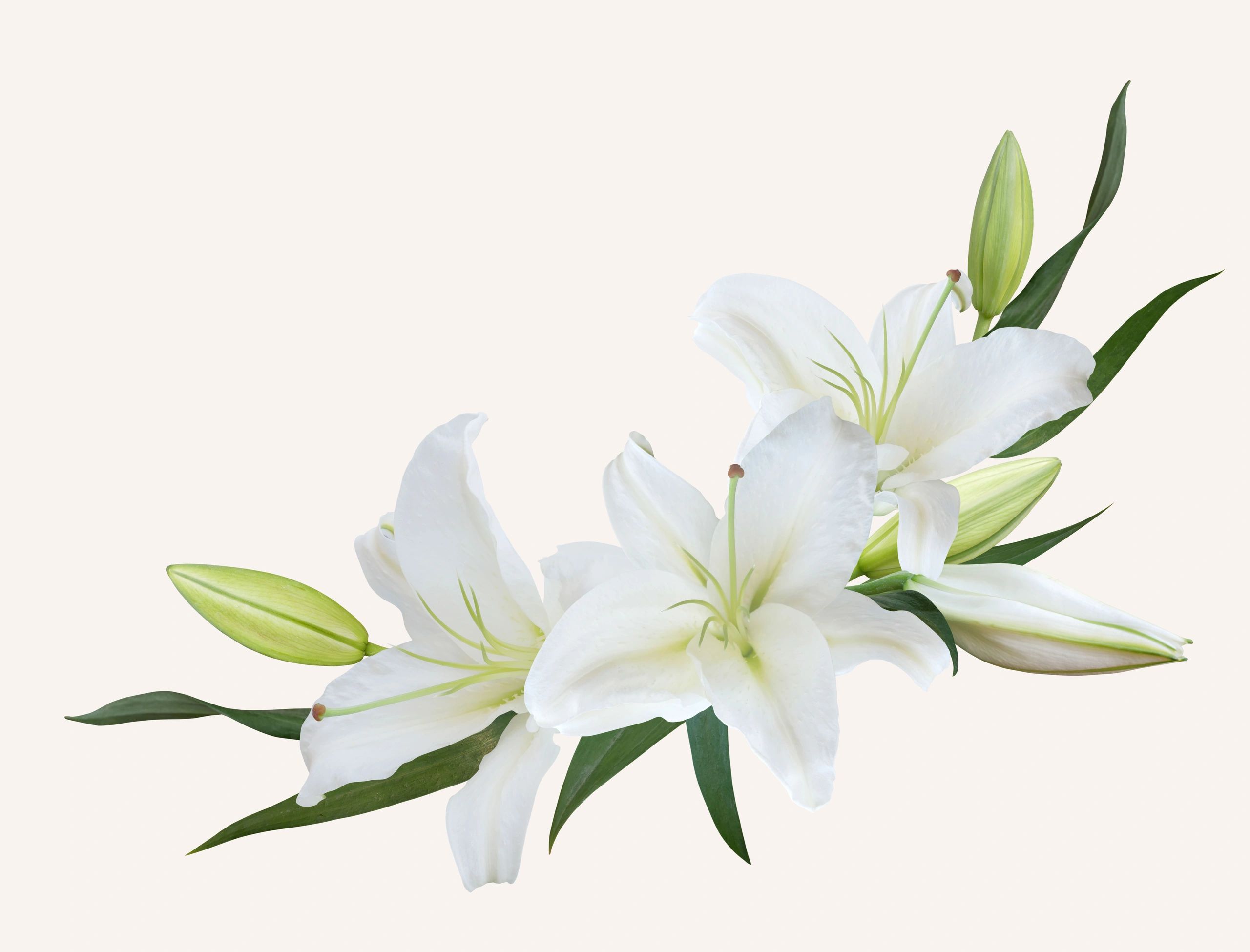 White lily bouquet for sympathy tribute