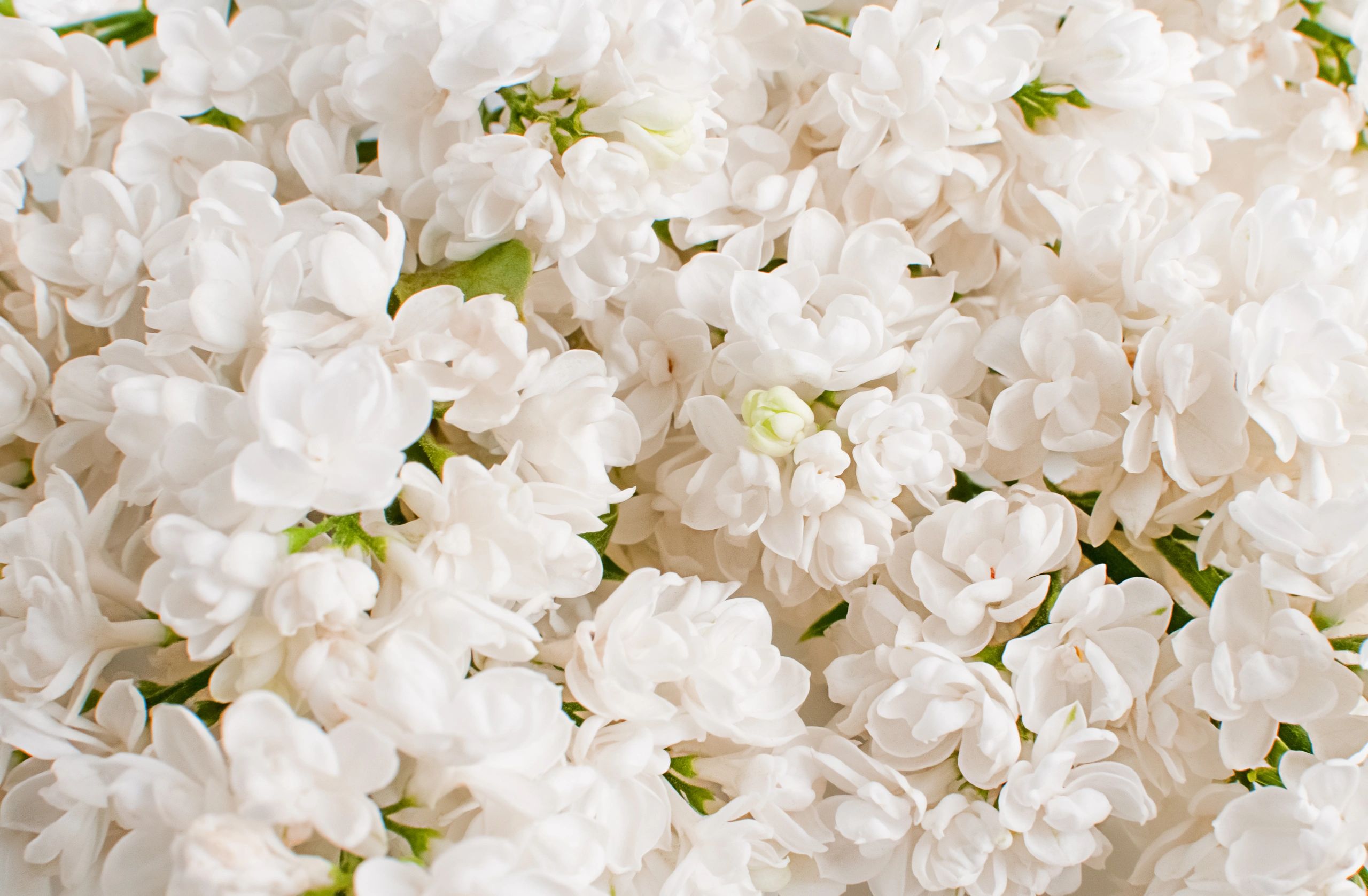 Soft floral background for sympathy arrangements