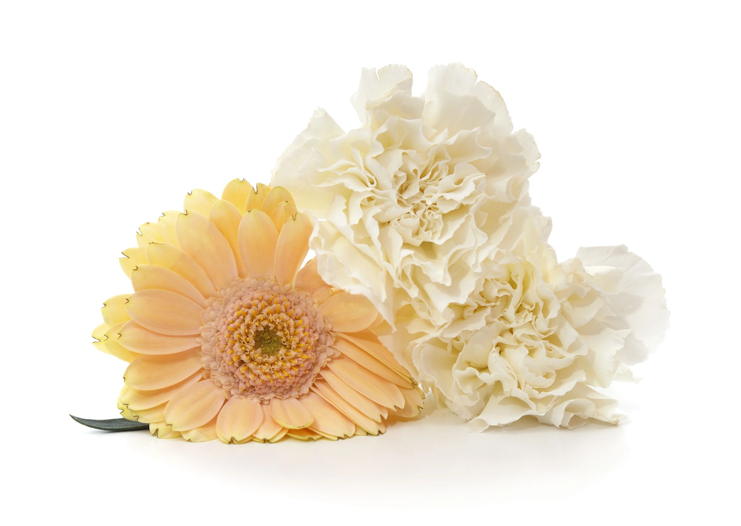 Yellow gerbera and white carnations bouquet