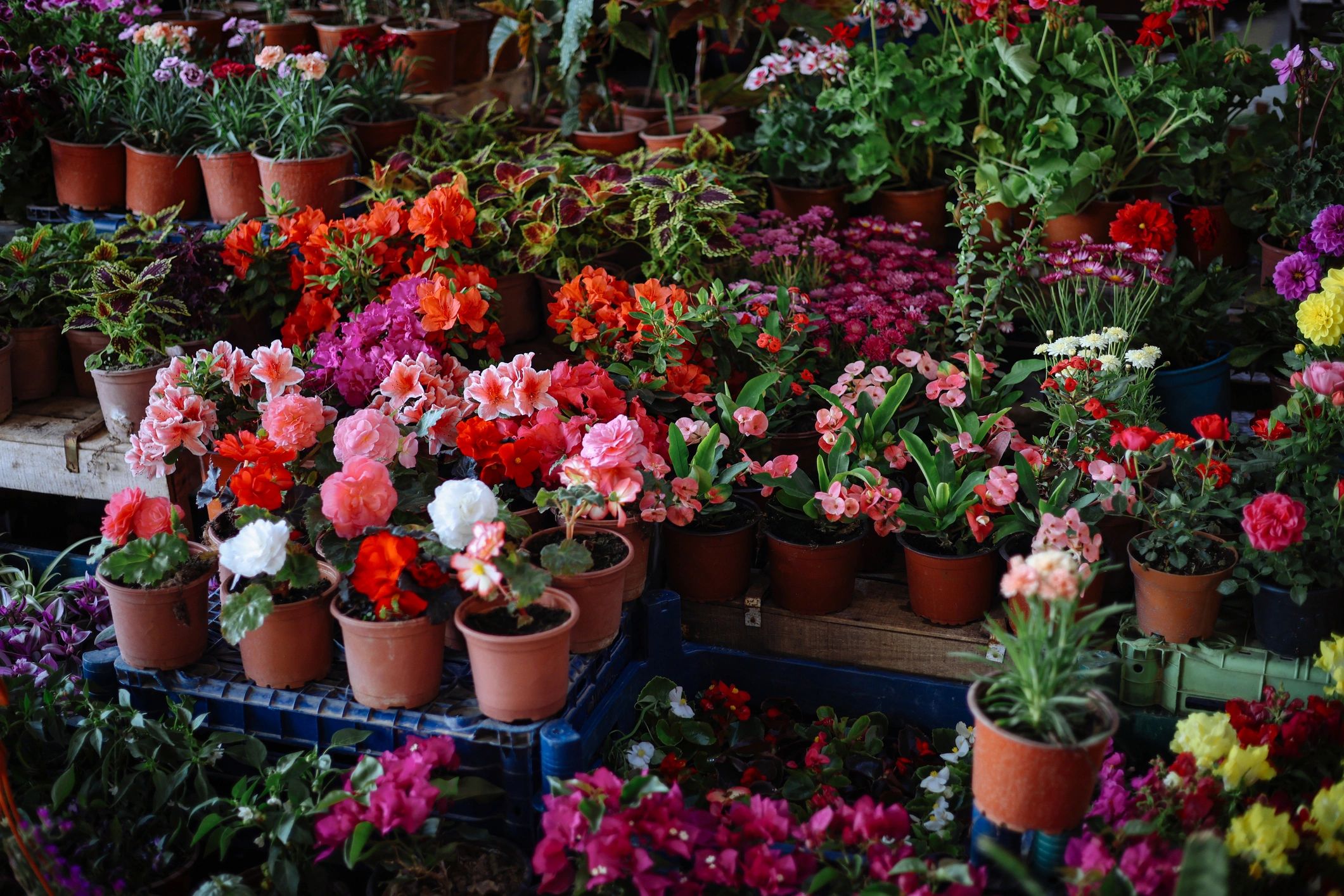 Colorful flowers displayed at a florist shop